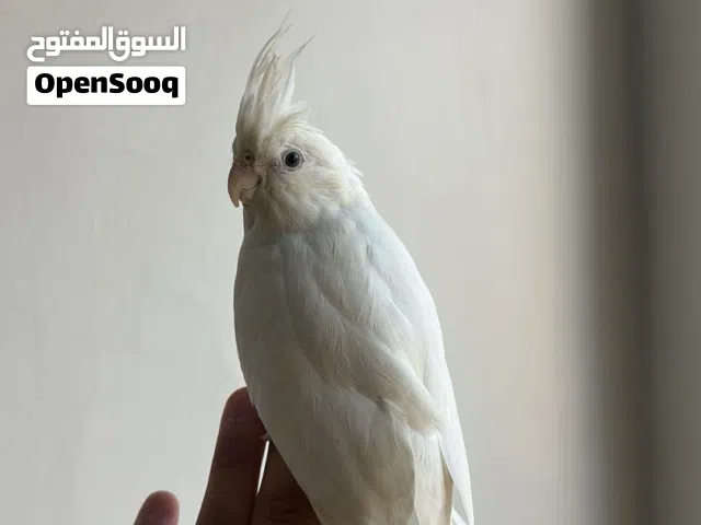 للبيع كروان البينو الأبيض فلل ربوه مافي عض نهائي شرط ..................... .................