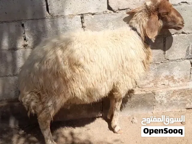 عقائق ذبائح نذر غنم بلدي سن نظيف الموقع سحاب