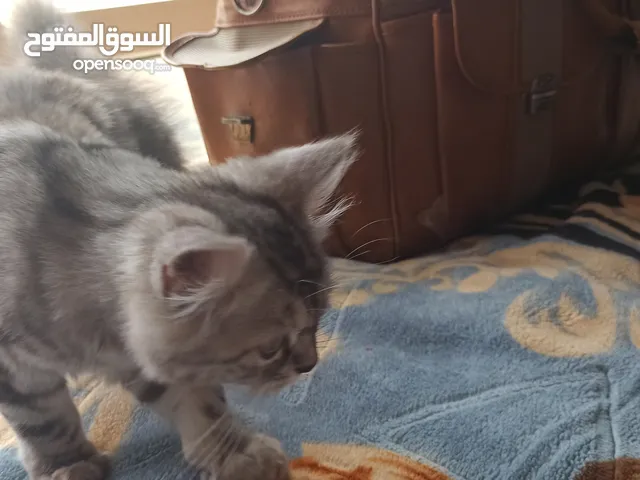 للبيع قط. هملايا بسعر 10000 ريال يمني