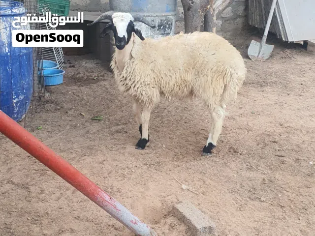 السلام عليكم  خروف ماشاء الله تبارك الله متاح طرابلس زناته عز كسبه ربي يبارك