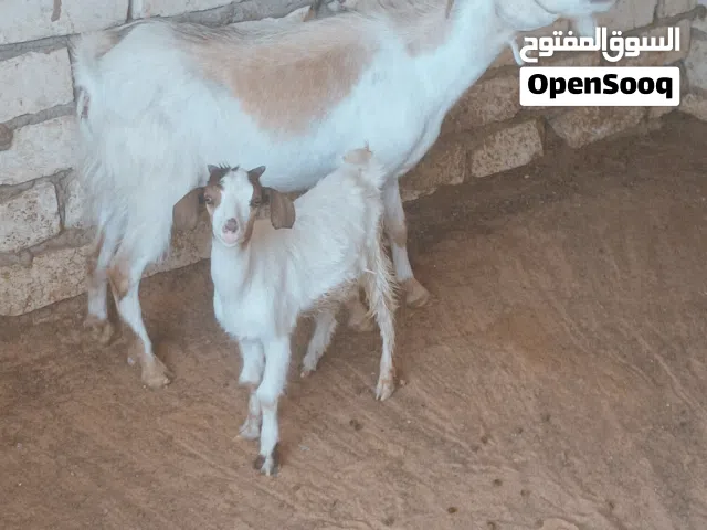 عنز سنها اول جمع تحتها جدي الله يبارك