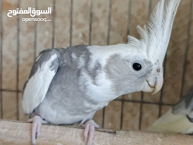 جوز كوكتيل وايت فيس سوبر جامبو