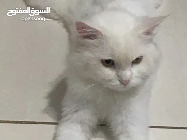 سنور شيرازي