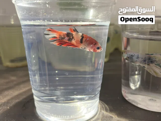 Betta Fish (Fighter Fish)