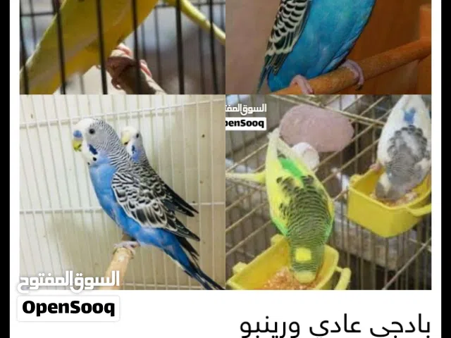 مطلوب بادجي معى الفراخ او منتج