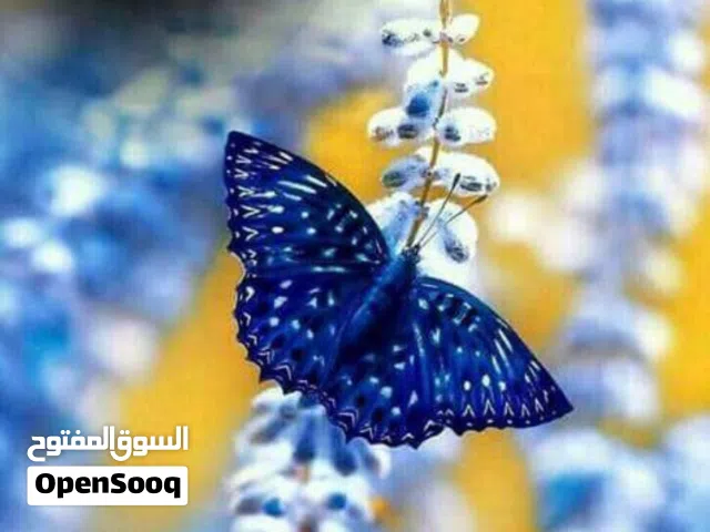 مدرسة لغة انجليزية للثانوي والجامعات