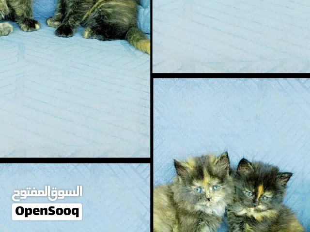كتن صغيره للبيع انثى