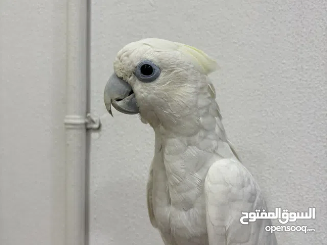 للبيع كوكاتو  مع جميع مستلزماته  السعر 550 دينار