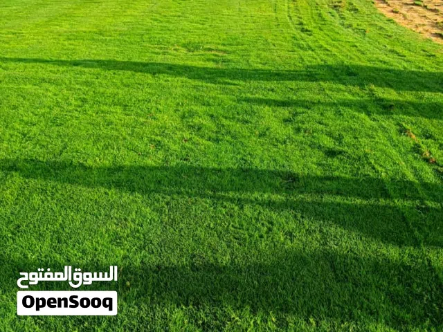 عشب بسليم امريكي صيفي وشتوي واشجار زينه واحجار تركيه