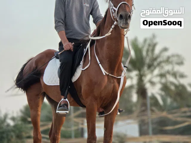 مخصى للبيع  ارتفاع وافي ركوب ذين