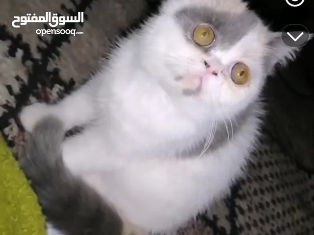 قطة للتبني طالبة تزاوج