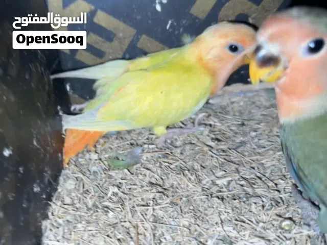 للبيع روز تابع التفاصيل