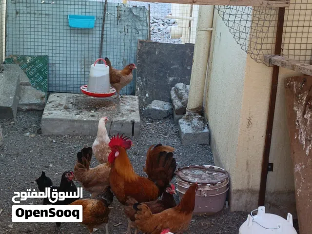 بيع دجاج عماني