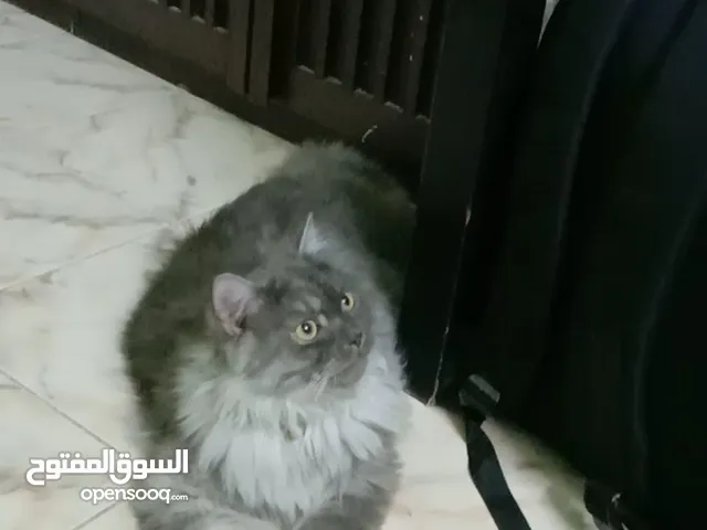 Cat for adopshen werry nice cat