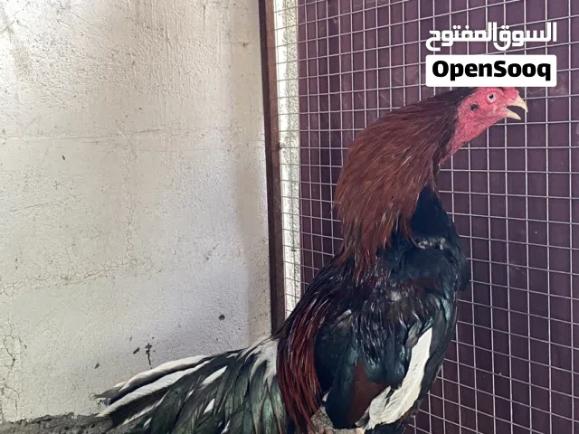 اقرأ الوصف