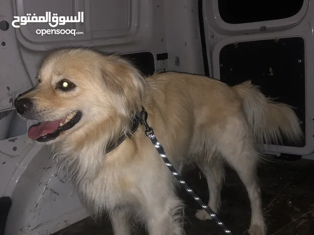Golden retriever spaniel for sale