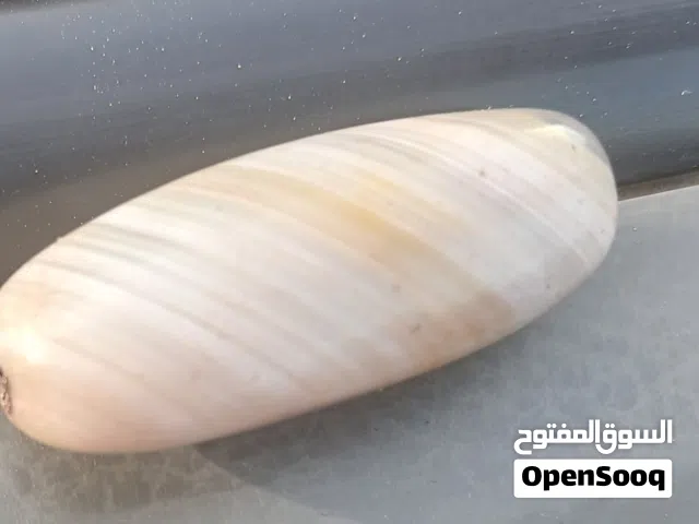 محبس واحجار كريمه للبيع محبس واحجار كريمه للبيع محبس وحجار كريمه للبيع