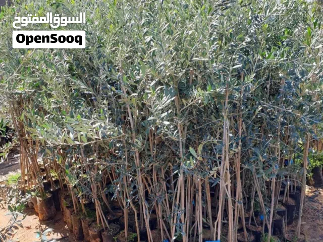 مشتل الاشجار المثمر بي جميع انواعها ونبتات الزينه