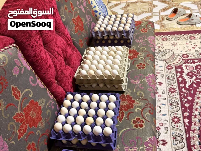 بيض دجاج نخبه مخصب للبيع