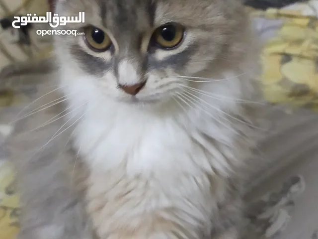 cat age is 2 months