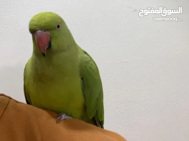 دره هنديه للبيع اليفه و تركب على الكتف و الاصبع يحب العب و اذا صفرت يصفر معك و يتفاعل معك و يلحن