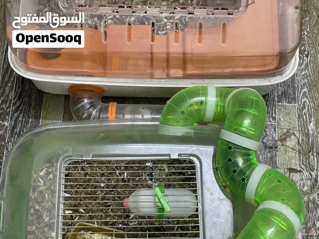 هامسترات بسعر رخيص هم والقفص