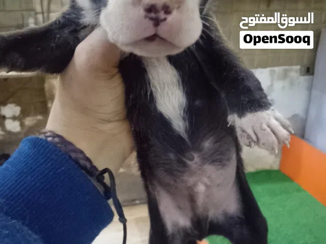 جراوي بيتبول عمر 30 يوم