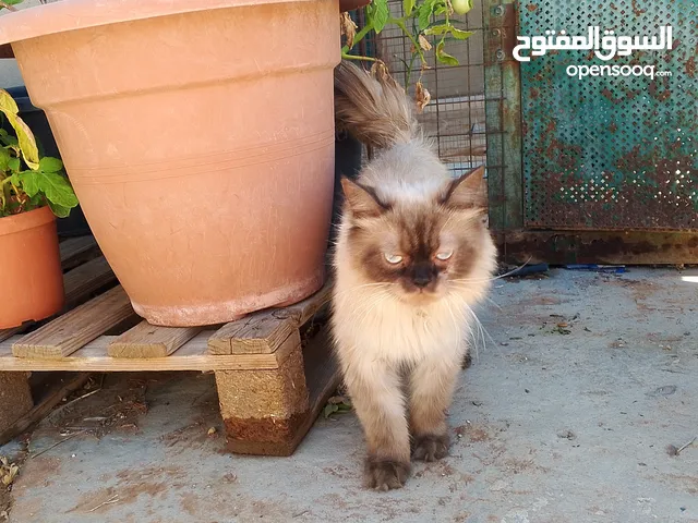 قطة هملايا شوكلت