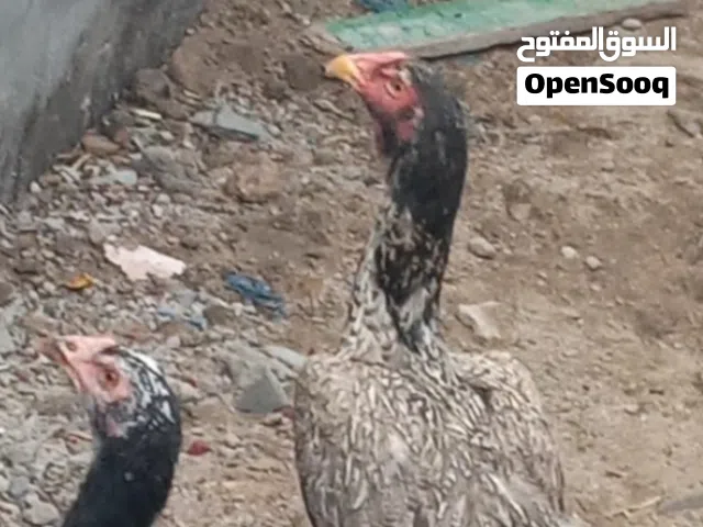 متاح دجاجات هنديات سوده ورصاصيه