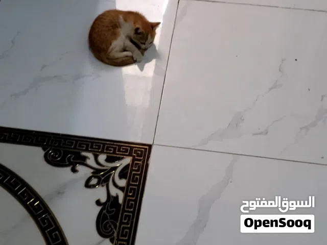 قطه بيوتي الليفه جدااا وتلعب مع الصغار