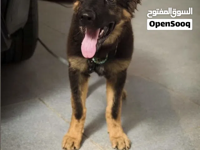 ورك باين جيرمين