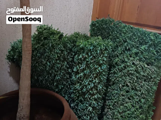 حائط عشب صناعي ديكور منزلي جميل