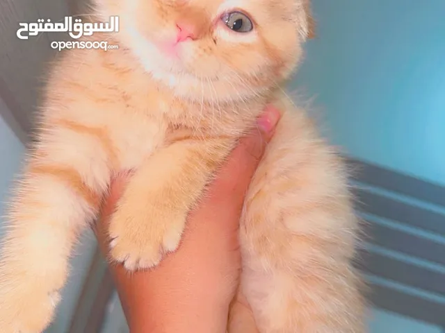 قطط سكوتش للبيع العمر شهرين أنات وذكر