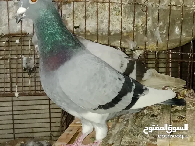 حمام رمايات ازرق وابيض للبيع