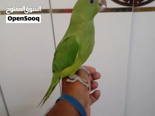 للبيع بغبغاء الدره