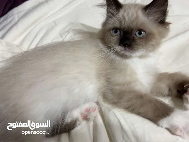 قطه للبيع راغدول أنثى عمرها شهرين حنونه و لعوبة نضيفه صحه ممتاز سعرها 230مع جميع مستلزماتها
