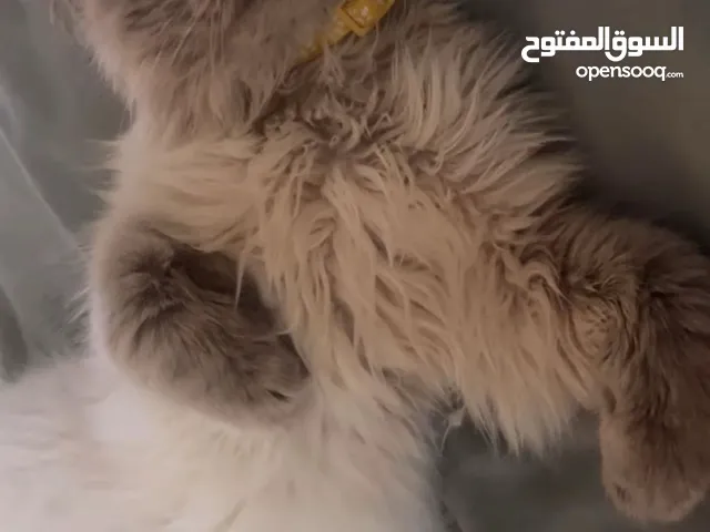 بس ذكر هيملايا
