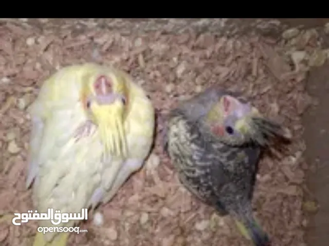 مطلوب فرخ كوكتيل حبشي في ضحيه الحاج حسن