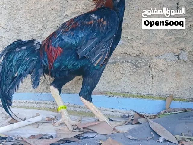 جاج باكستاني نخب اقراء الوصف