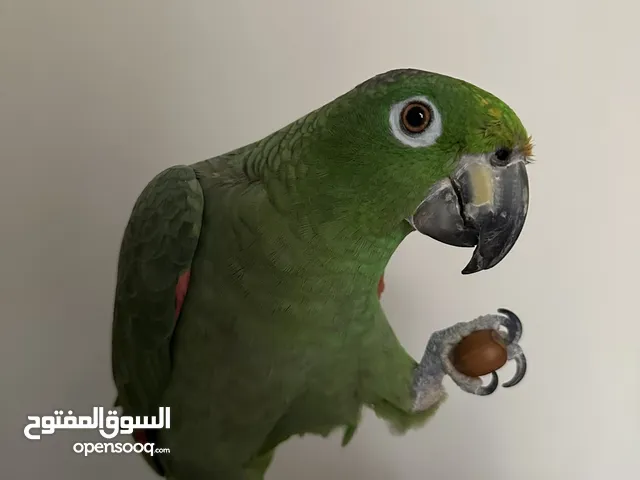 للبيع : امزون مايلي.