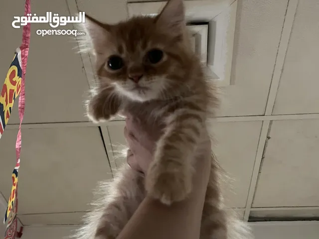 Cats for adoption