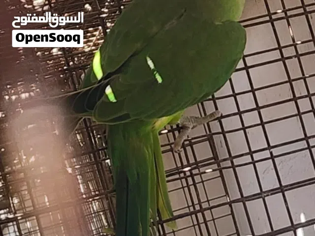 بغبغاء دره