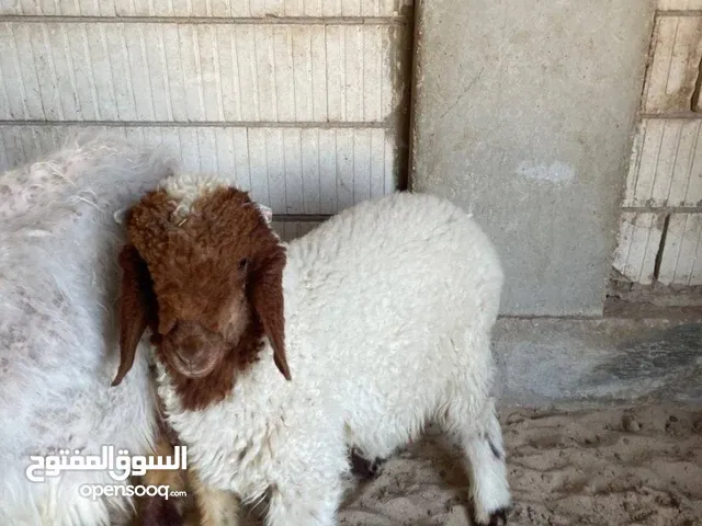 مطلوب خرفان عمر شهر أو شهرين