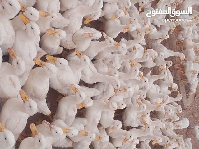 بط بكيني ابيض
