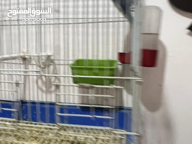 جوز كوكتيل +جوز حب