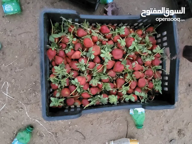 فرؤله البكور حبه كبير نقوه
