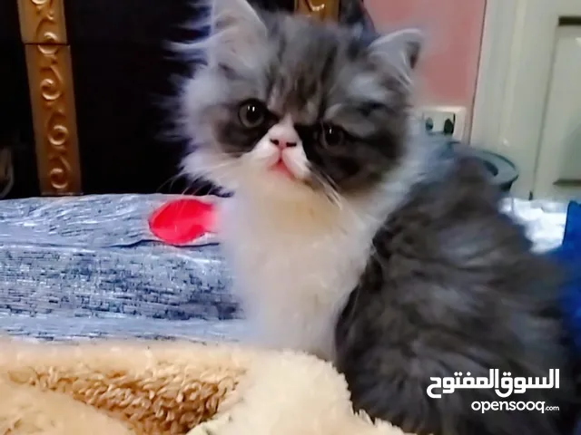 بنت بيرشن فإن بلو وايت باندا 50يوم