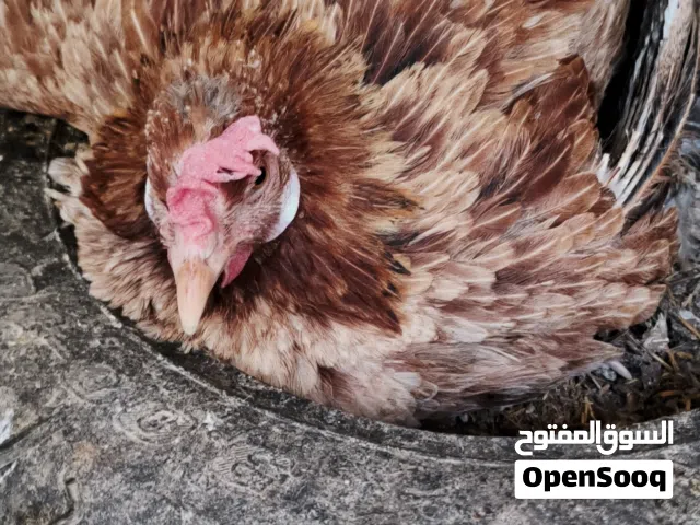 دجاجه عربي مطوك كاركه للبيع: التفاصيل بلوصف