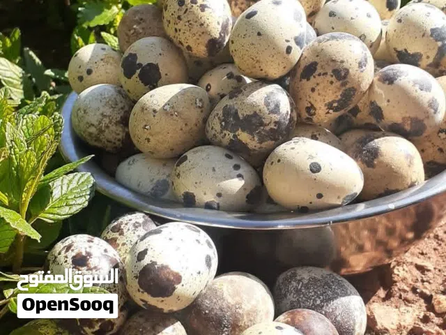 بسم الله الرحمن الرحيم متوفر بيض فري سمان طازج للأكل إنتاج يومي من المزرعه بيض كبير جامبو ويتوفر بيض