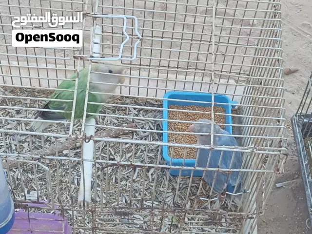 اصبر ربي باركه بركه الرحمن مواصفات ربي يبارك ظلاتي زوز انتي